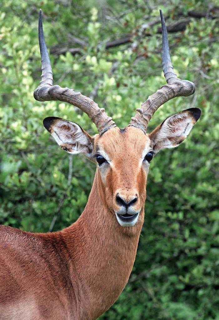 Impressive antelope with striking horns gazes intently amidst lush greenery, capturing the essence of wildlife.