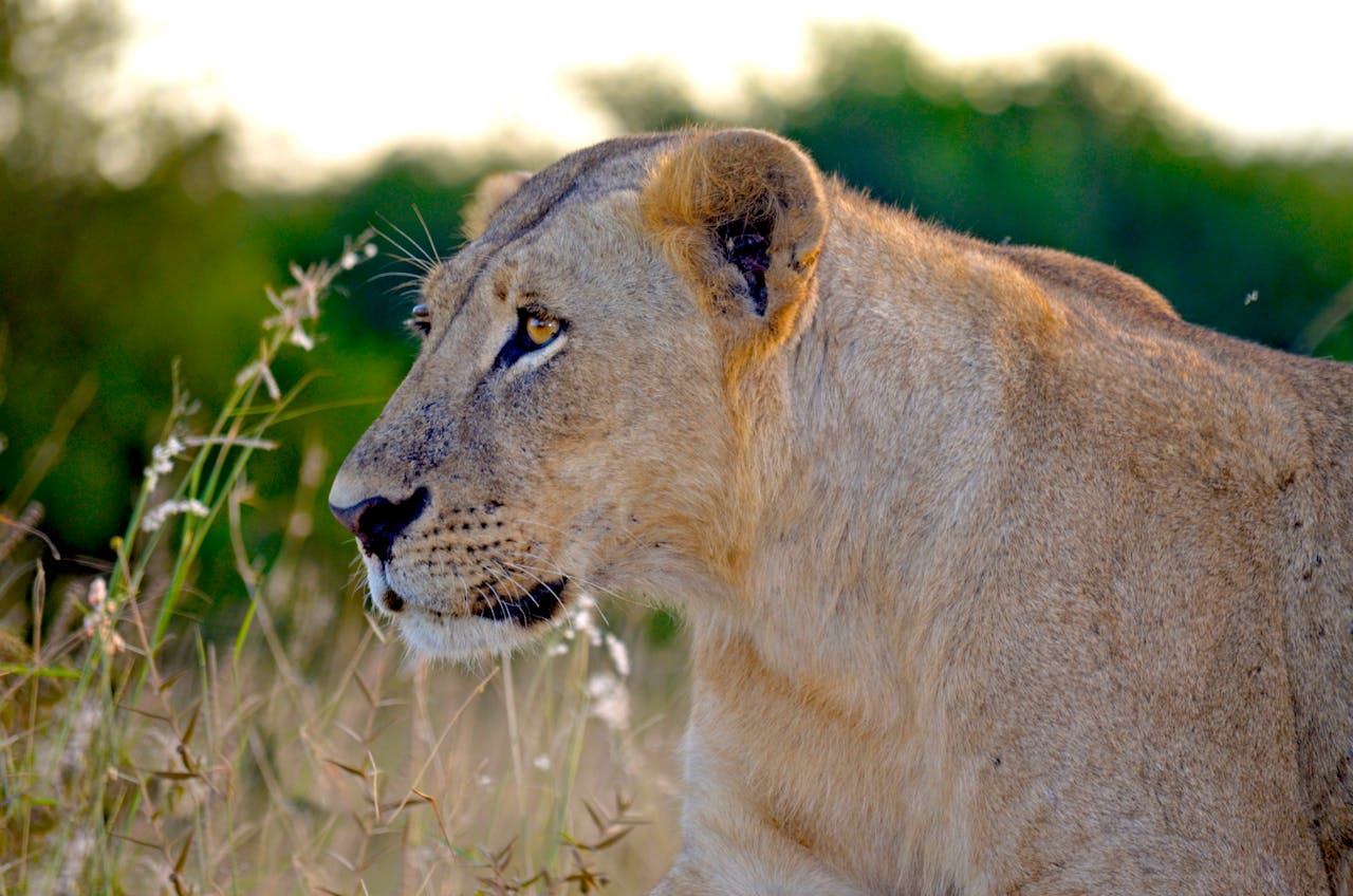 A detailed close-up of a lioness in a Nairobi safari setting, showcasing her majestic features.