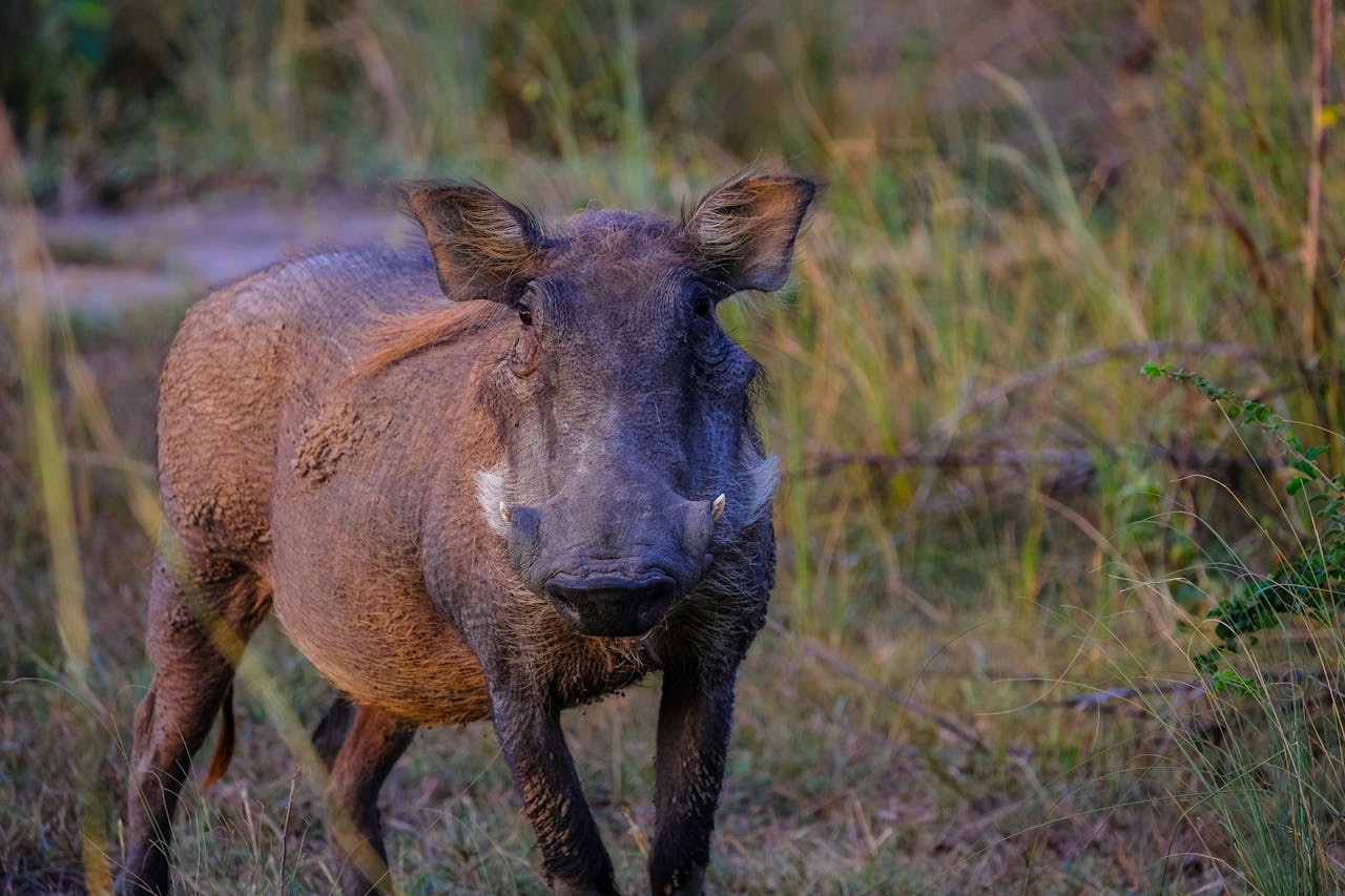 A detailed portrait of a warthog roaming in the wild grassy savannah.