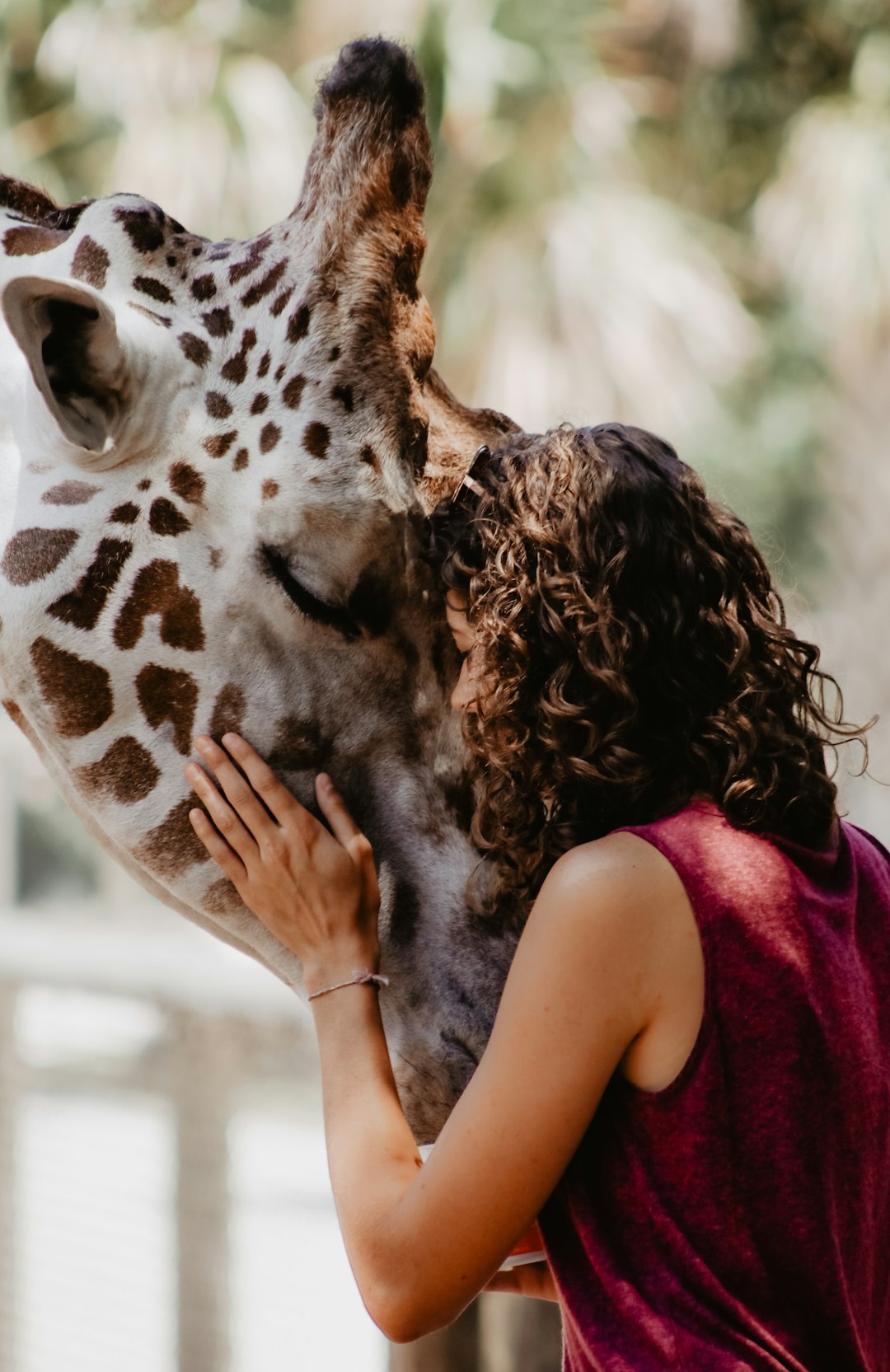 This photo was a special moment where the giraffe seemed to connect with an old friend. This kind of interaction continued the whole time they were together.