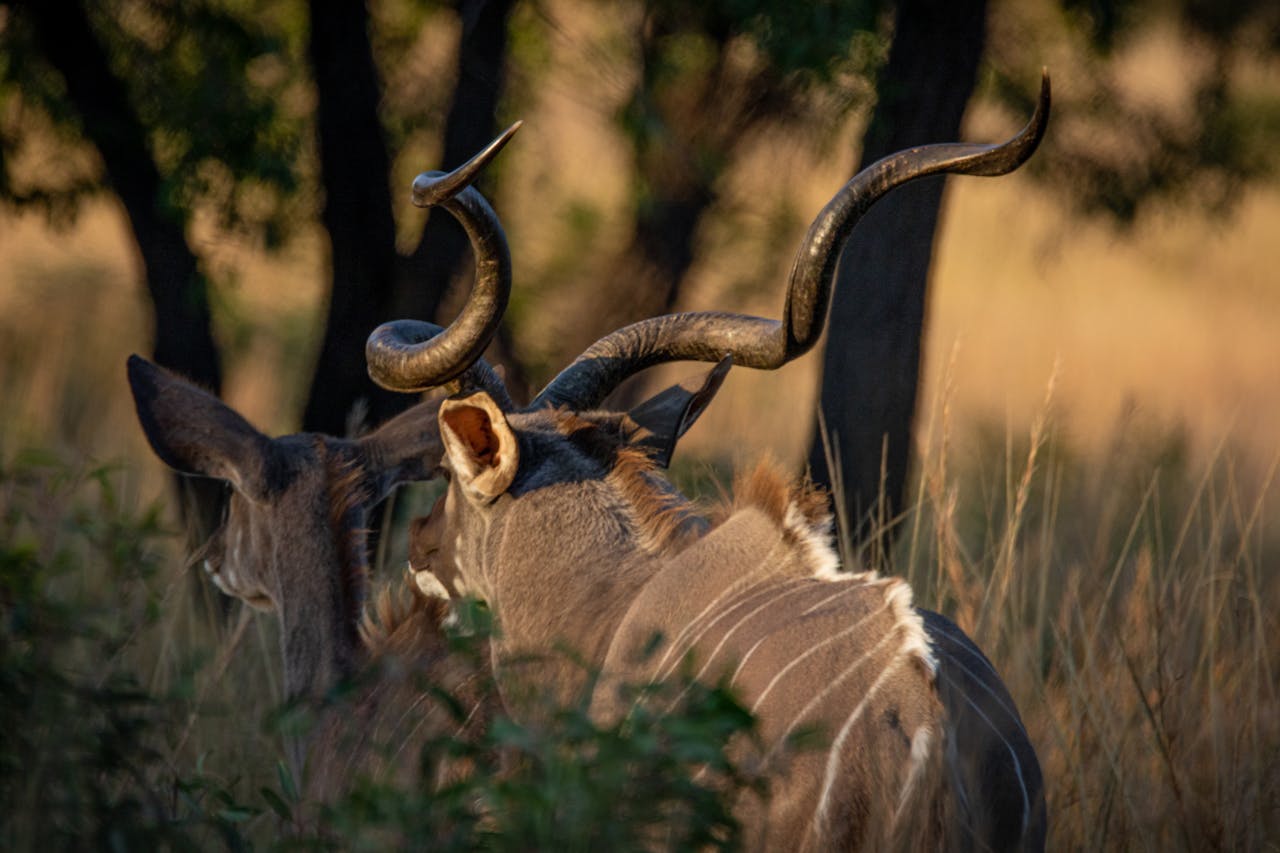 Close-up of a kudu antelope with twisting horns in the wilds of Bela-Bela, South Africa.